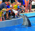 Цены на дельфинариев